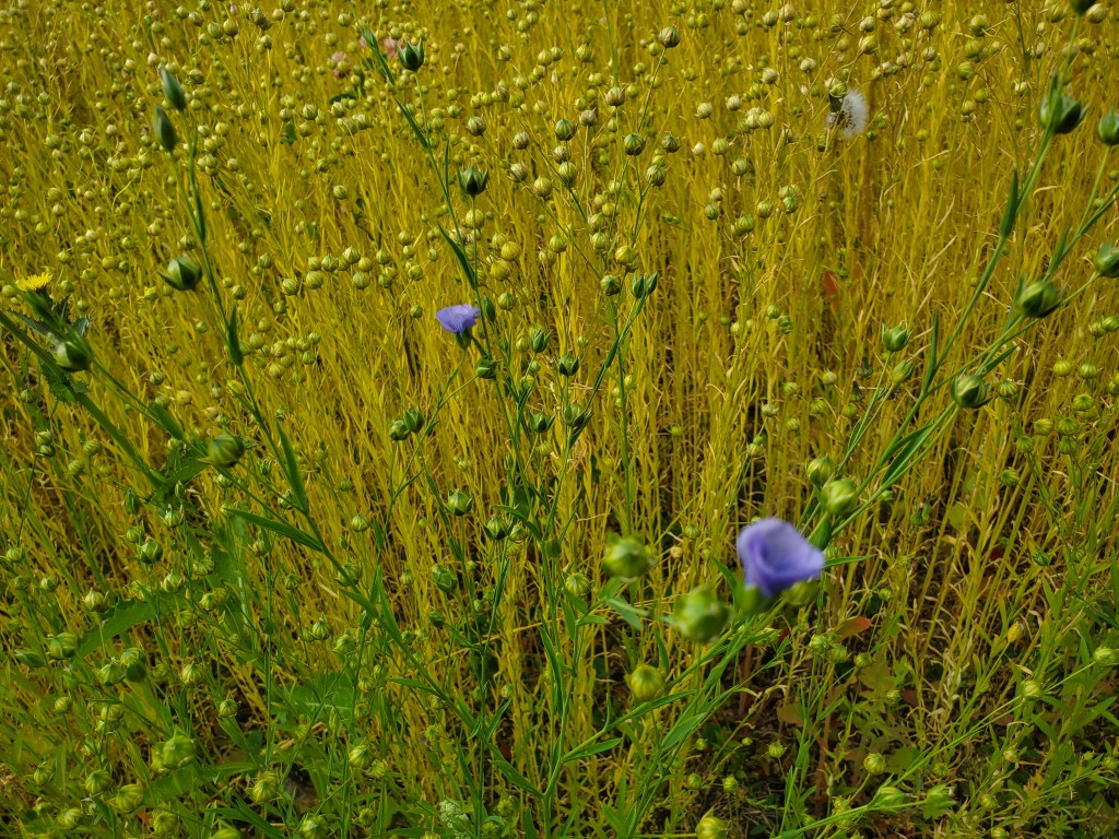 Flax Progress Report&nbsp;2023