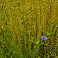 2014: Flax to Linen in&nbsp;Vancouver